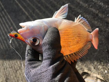 80cmオーバーのスズキ